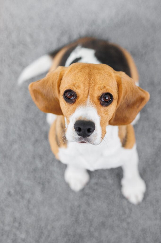beagle dog top view, cute spotted dog looking into the frame, pet training, dog food and clothing