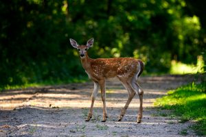 Majestic white-tailed deer crossing the road in an evergreen forest