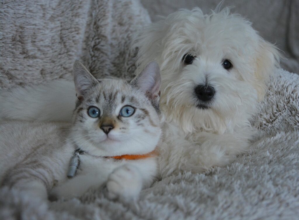 dog, cat, animals, dog cat, domestic animal, pets, nature, white fur, cute, complicity, little dog, doggie, pet, animal, female
