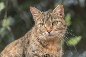 feral cat with a tipped ear