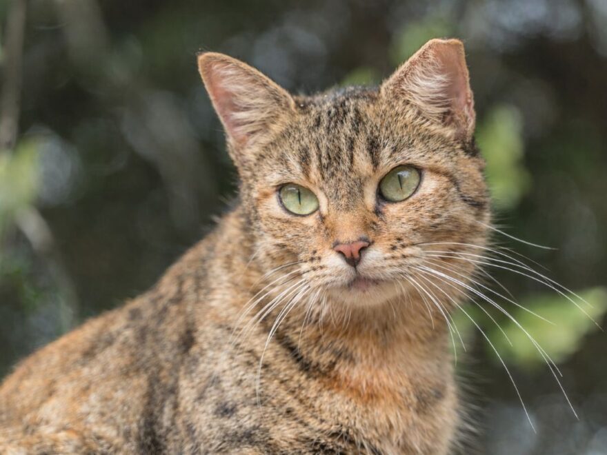 feral cat with a tipped ear